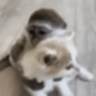 🐵 30317a50 animal, rabbit, mammal, cute, bunny whatsapp sticker