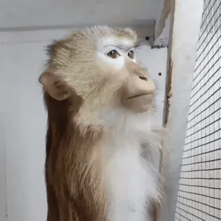 🐵 321f6aba monkey, animal, primate, wildlife, mammal whatsapp sticker