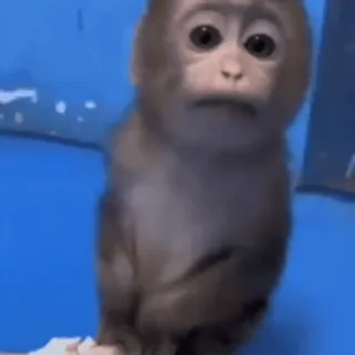 🐵 3352e864 monkey, animal, primate, cute, wildlife, meme whatsapp sticker