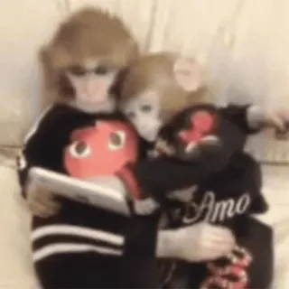 🐵 4e519699 Amo monkeys, animals, cute, family whatsapp sticker