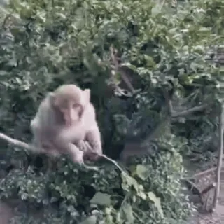 🐵 5f014636 monkey, animal, nature, wildlife, cute, primate whatsapp sticker