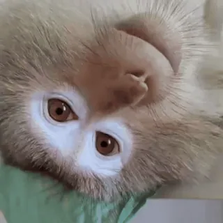 🐵 84d7692c monkey, animal, wildlife, mammal, cute, face whatsapp sticker