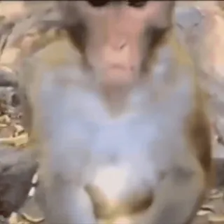 🐵 88ad84fc monkey, animal, primate, wildlife whatsapp sticker