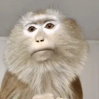 🐵 b92d8ba6 monkey, animal, primate, sad, meme whatsapp sticker