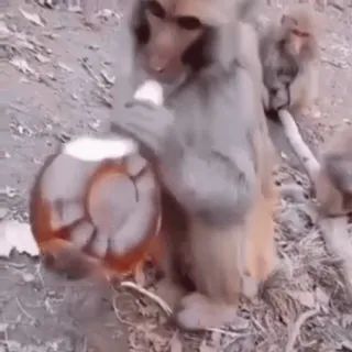 🐵 cbfe8a7e monkey, animal, wildlife, nature, mammal, ape, primate whatsapp sticker