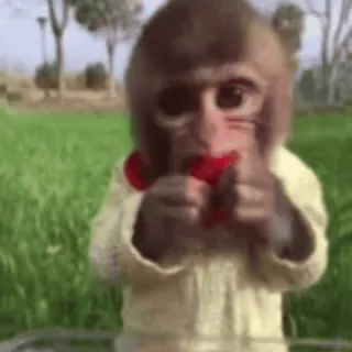 🐵 e911e119 monkey, middle finger, offensive, rude, animal whatsapp sticker