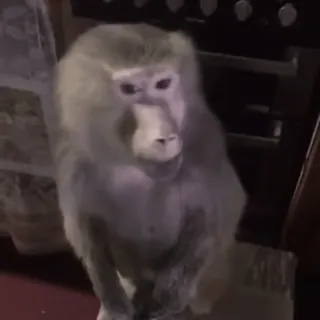 🐵 1dcca51d macaco, animal, macaco antropoide, primata telegram sticker