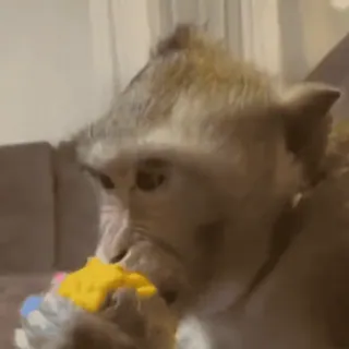 🐵 57539f64 macaco, animal, primata, comendo, fofo telegram sticker