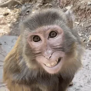 🐵 81685c3b macaco, animal, primate, vida selvagem, mamífero, fofo, natureza telegram sticker