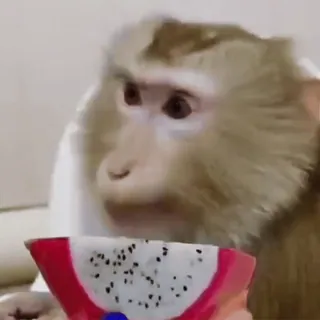 🐵 8dbc4f7c macaco, fruta, pitaya, animal, fofo, tropical telegram sticker