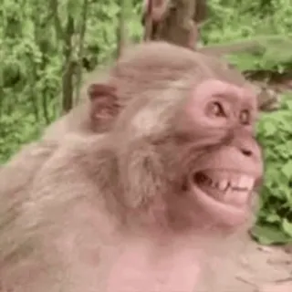 🐵 96dd7023 macaco, animal, meme, engraçado telegram sticker