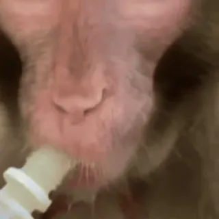 🐵 b681795c macaco, bebê, animal, mamífero, primata telegram sticker