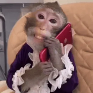 🌟 d3362abc macaco, telefone, animal, primate, ligação telegram sticker