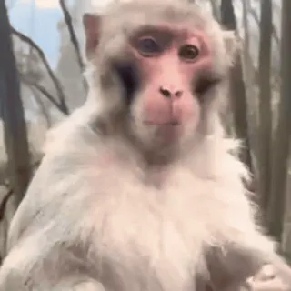 🐵 d55e3753 macaco, animal, vida selvagem, primata telegram sticker