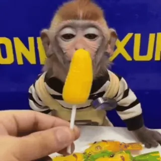 🐵 df934170 macaco, chupa-chupa, animal, fofo, doce, doce telegram sticker