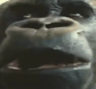 😦 3784a29e dier, gorilla, aap, primaat, wilde dieren telegram sticker