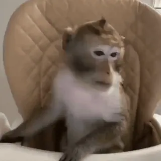 monkeys by @norufx whatsapp stickers