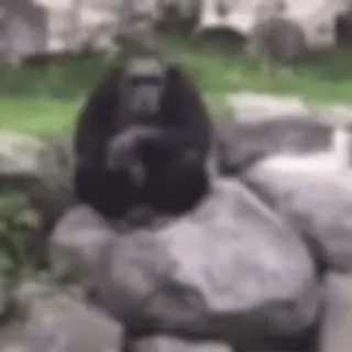 😶 4382f029 gorilla, dier, wilde dieren, natuur, primaat telegram sticker