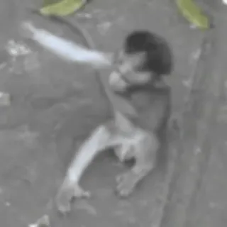 monkeys by @norufx whatsapp stickers