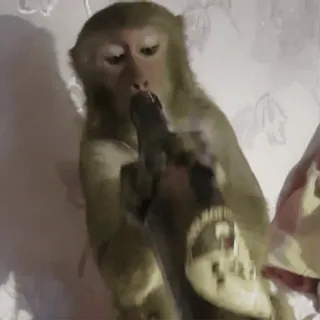 monkeys by @norufx telegram stickers