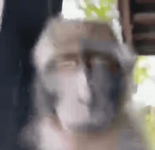 😁 92e0e648 aap, dier, wildlife, primaat, zoogdier telegram sticker