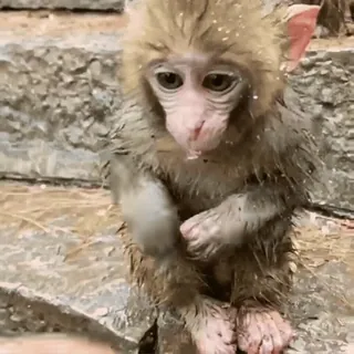 monkeys by @norufx telegram stickers