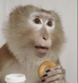 😦 ce43c0dc aap, dier, donut, schattig telegram sticker