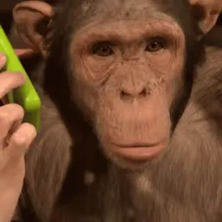 🙈 0a956238 обезьяна, животное, примат, шимпанзе whatsapp sticker