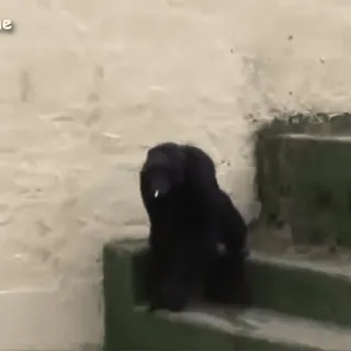 🙈 aa08da87 whatsapp sticker