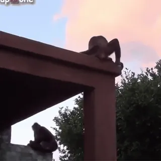 🙈 d988ea5b обезьяна, животные, природа, на улице whatsapp sticker