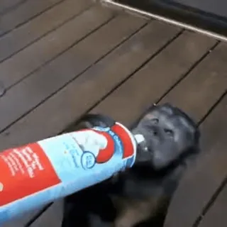 🙈 eaaf78b4 щенок, собака, милый, взбитые сливки, лакомство whatsapp sticker