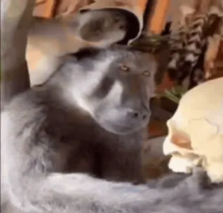 Monkiz 3 :: @fStikBot telegram stickers