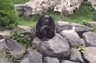 🪖 07b00e10 zwierzę, prymat, małpa, szympans, szympans, zoo telegram sticker