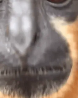 💋 5cc9c730 małpa, zwierzę, człekokształtna, zbliżenie telegram sticker