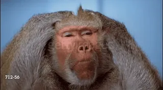 Monkiz 3 :: @fStikBot telegram stickers