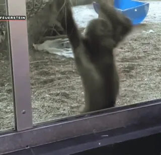 ❤ 6d812774 małpa, zoo, zwierzę, małpa człekokształtna telegram sticker