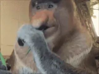 🥬 71cb9799 małpa, nosacz, jedzenie, zwierzę, dzika przyroda telegram sticker