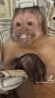 💵 133b84ea khỉ, tiền, giàu có, TikTok telegram sticker
