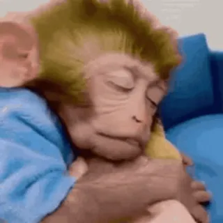 😴 1a1827eb khỉ, ngủ, dễ thương, động vật telegram sticker