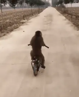 Monos cool @elvalledelassombras :: @fStikBot telegram stickers