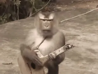 Monos cool @elvalledelassombras :: @fStikBot telegram stickers