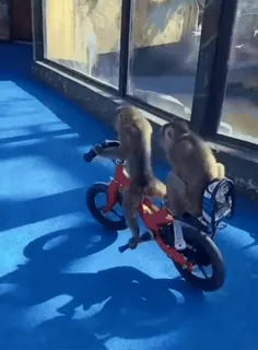 Monos cool @elvalledelassombras :: @fStikBot telegram stickers