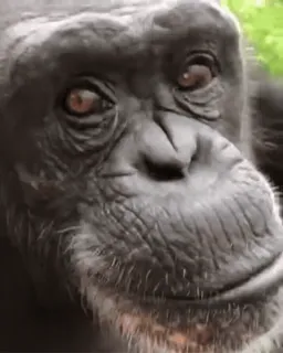 😛 faadab1b tinh tinh, khỉ, động vật, linh trưởng, động vật có vú telegram sticker