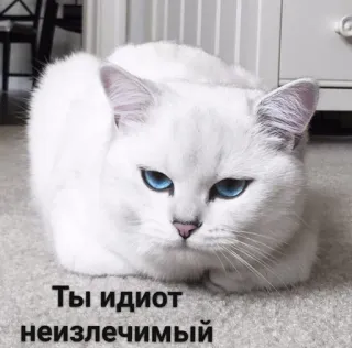 🙄 3f2811e9 Ты идиот неизлечимый кот, русский, оскорбление, идиот, мем, животное, белый кот, милый telegram sticker