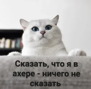 😳 429e5c6e Сказать, что я в ахере - ничего не сказать кот, русский, в шоке, мем, животное telegram sticker