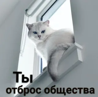 🌚 4c29bd8b Ты отброс общества кот, окно, русский, оскорбление, текст telegram sticker