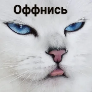 😒 56df2c12 Оффнись кот, мем, смешной, животное, белый кот, русский telegram sticker