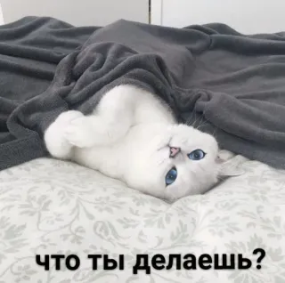 ☺️ 56f1befc что ты делаешь? кот, белый кот, голубые глаза, лежа, кровать, милый, смешной telegram sticker