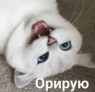 😂 67cb59e1 Орирую кот, белый кот, зевает, животное, питомец telegram sticker
