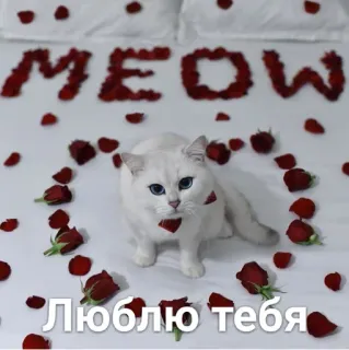 😍 90cfc236 MEOW
Люблю тебя кот, лепестки роз, любовь, романтика, кровать, мяу, я люблю тебя telegram sticker